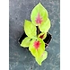 Caladium Red Heart-Caladium-Red-Heart-sm