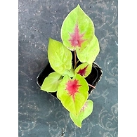 Caladium Red Heart