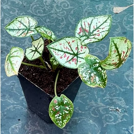 caladium pink star