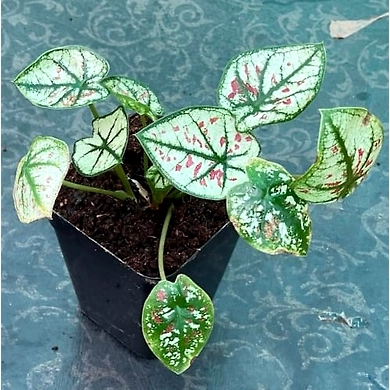 Caladium Pink Star-Caladium-Pink-Star