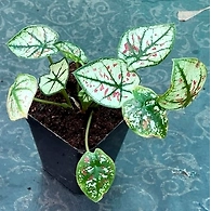 Caladium Pink Star