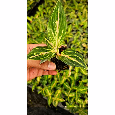 butterfly plant