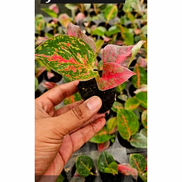 fireworks plant