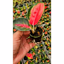 thailand red plant