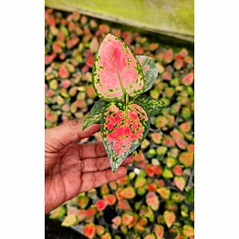 red beauty plant