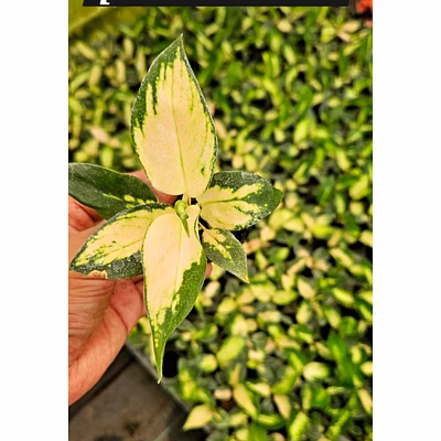 peach cochin plant