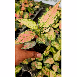 pink valentine plant