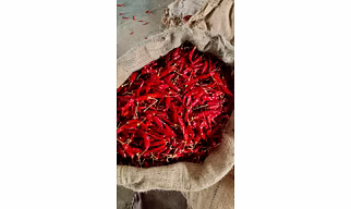 DRY RED CHILLI