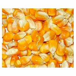 maize