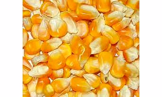 Maize