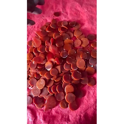 DHALI HOUSE Shellac