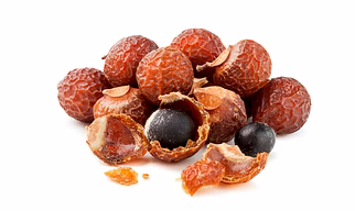Soapnut