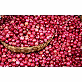 fresh onion