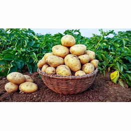 fresh patato