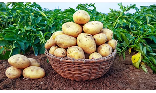 PATATO
