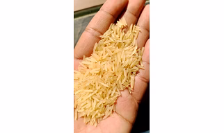BASMATI RICE 1509 GOLDEN SELLA