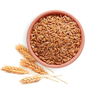 Wheat Grains