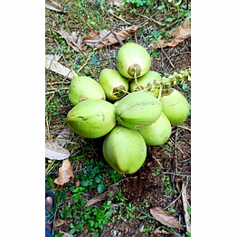 fresh tender coconut