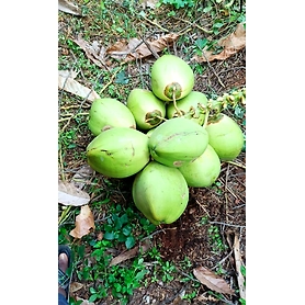Fresh Tender Coconut