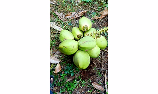 Fresh Tender Coconut