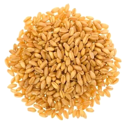 Wheat Grains-1