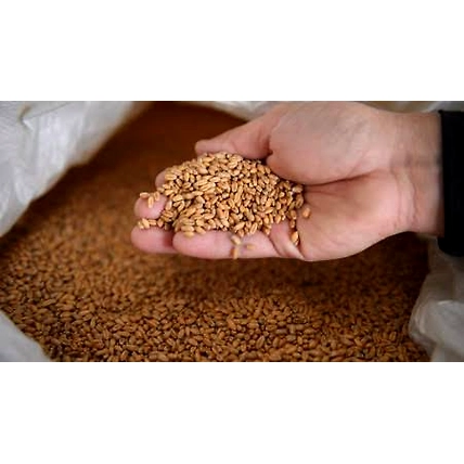 Wheat Grains-2