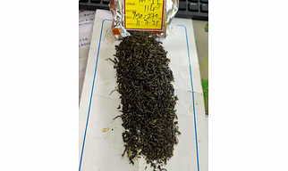 Green Tea