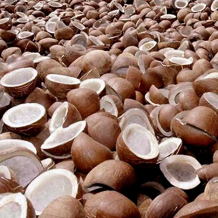 Dry coconut-12704237