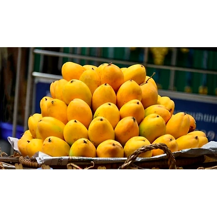 Alphonso mango-12709937