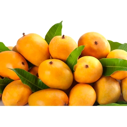 Alphonso mango-2