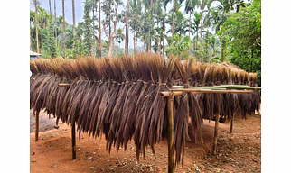Broom Grass