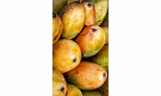 Mango