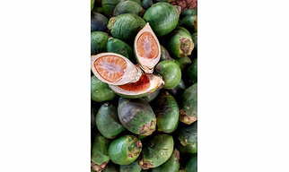 Betel Nut