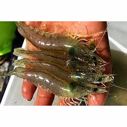 vannamei shrimp