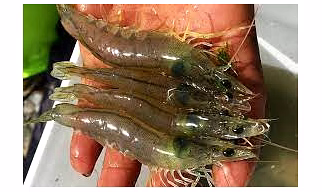 Vannamei Shrimp