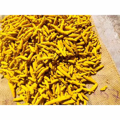 Turmeric Finger-12742085