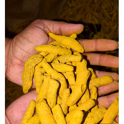 Turmeric Finger-2