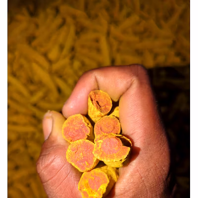 Turmeric Finger-4