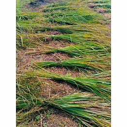 krishna lemongrass plants