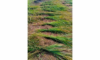 Lemongrass plants