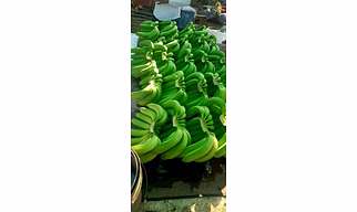G9 Cavandish Banana