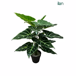 ilan taro plant