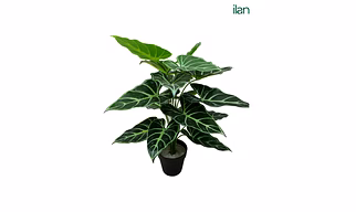TARO PLANT