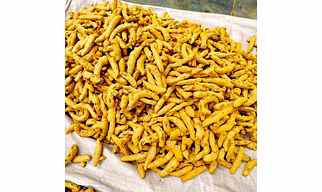 Turmeric dried