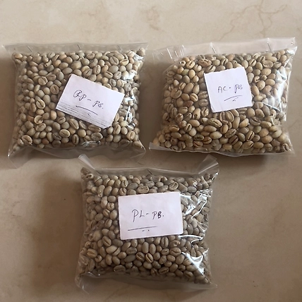 Arabica AA Coffee-1