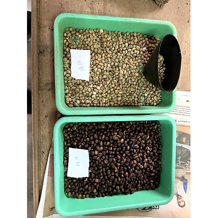 Arabica AA Coffee-2