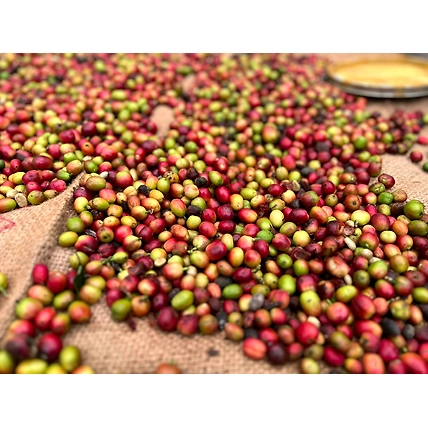Arabica Coffee-1
