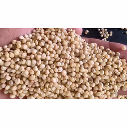 sorghum