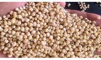 Sorghum