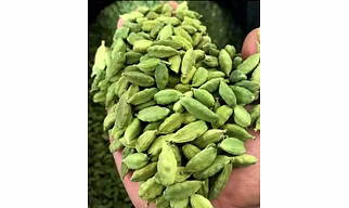 Green cardamom